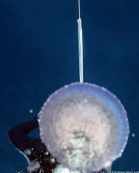 On an exploration dive at the end of the season I was pla... by Andrew Macleod 